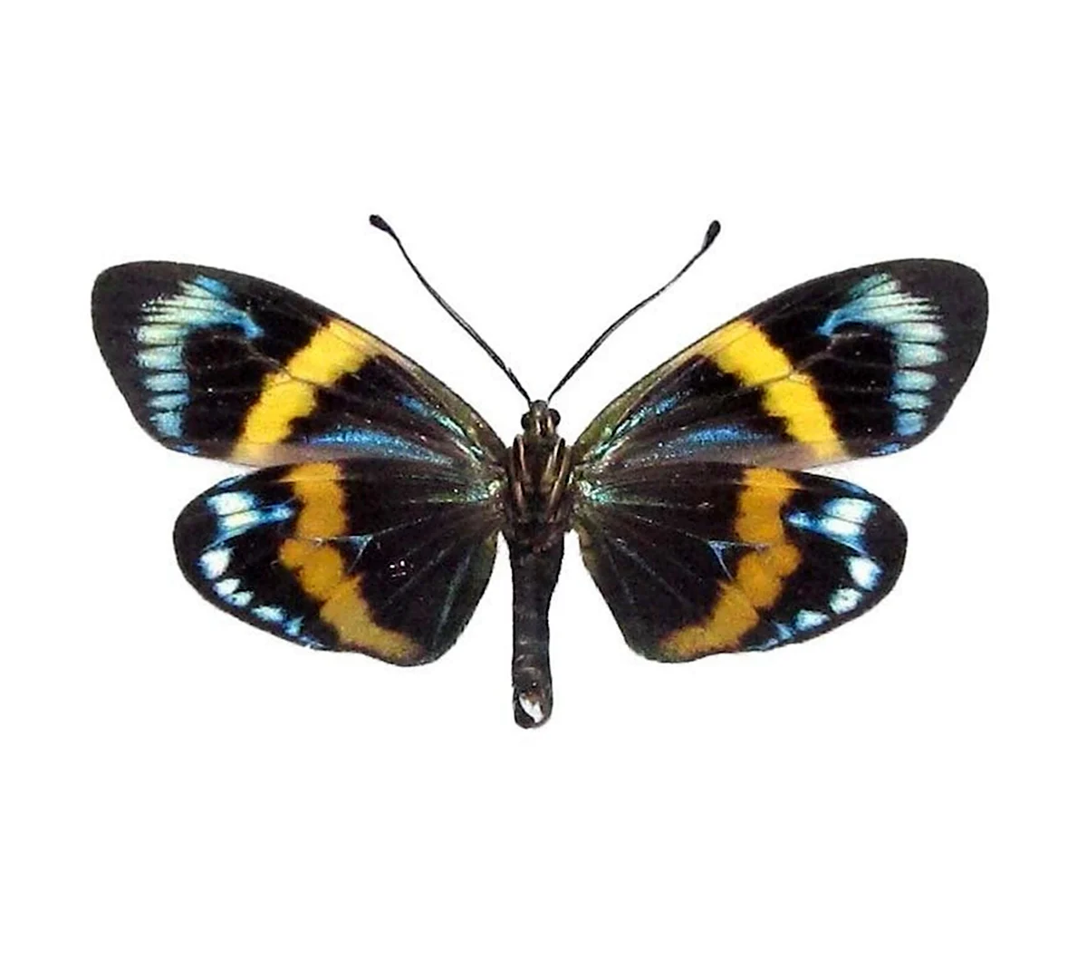 Бабочка Ortholitha moeniata