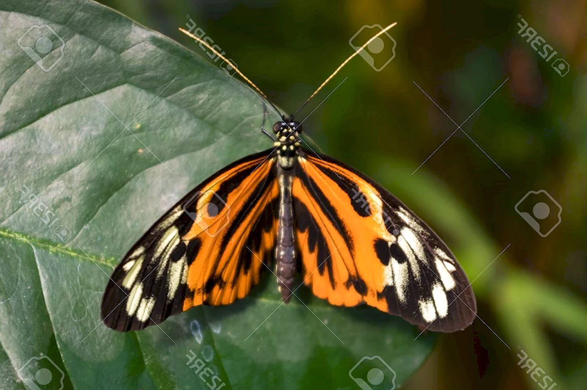 Бабочка с оранжевым и черным белым на кончиках