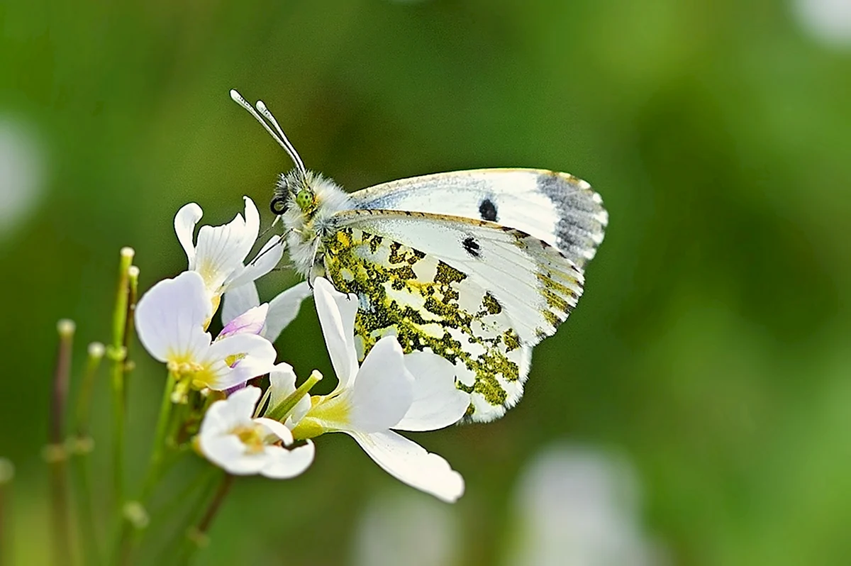 Бабочка Весенняя белая