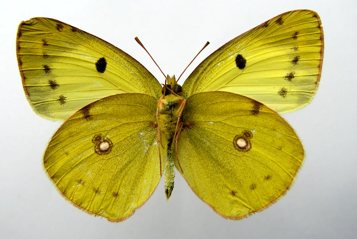 Бабочка желтушка Аврорина