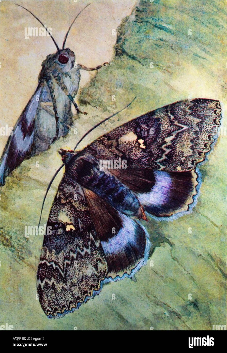 Бабочки и мотыльки Подмосковья