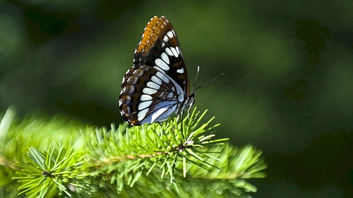 Бабочки в лесу