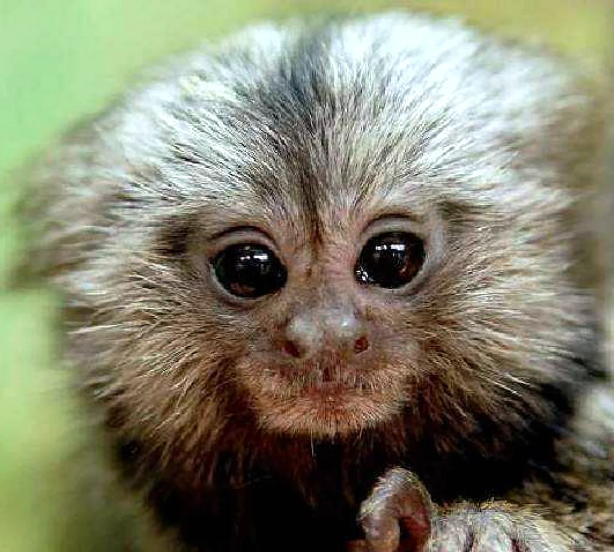 Baby Pygmy Marmoset