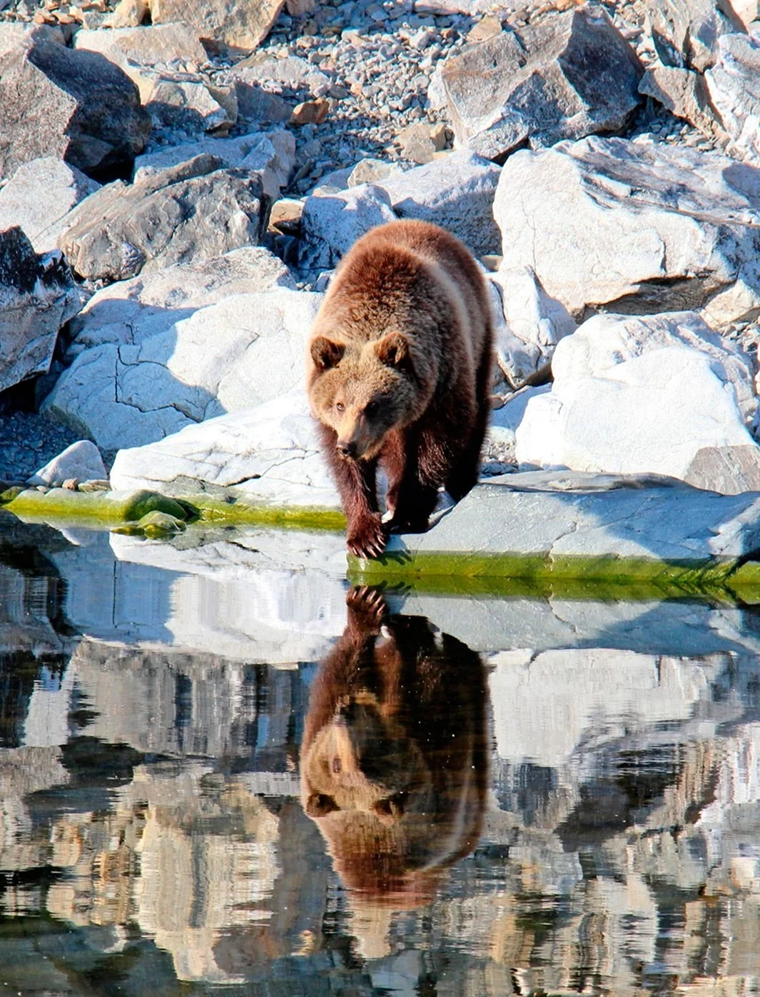 Байкало-Ленский заповедник медведь