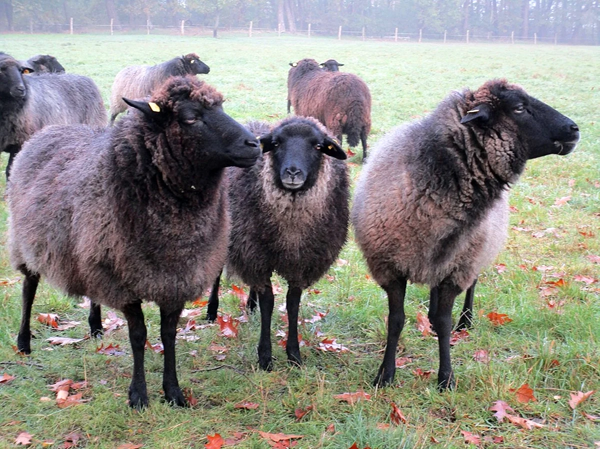 Балбас порода овец