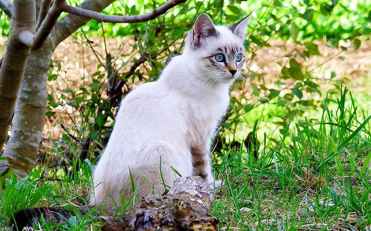Балинезийская кошка полосатая