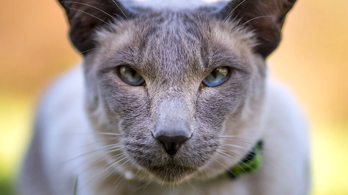 Балинезийский кот серый