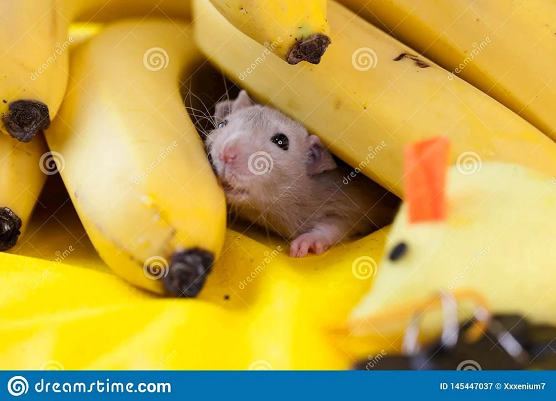 Банановая крыса