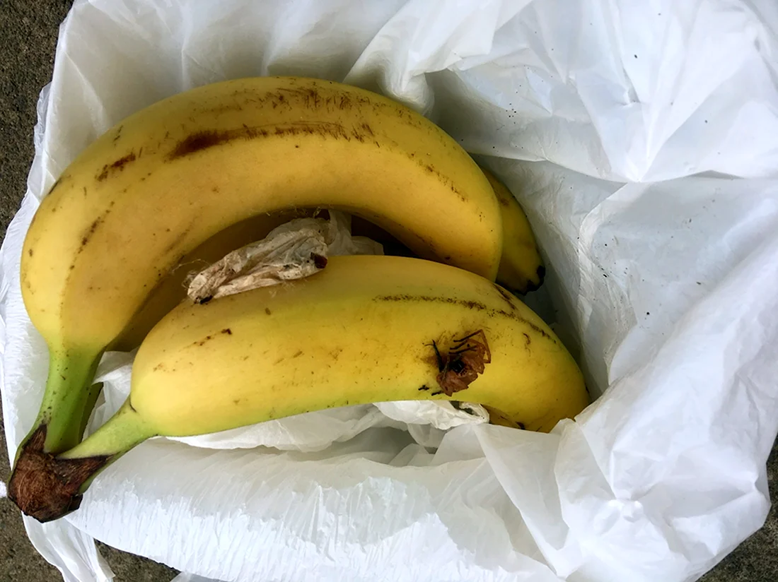 Банановый паук в бананах
