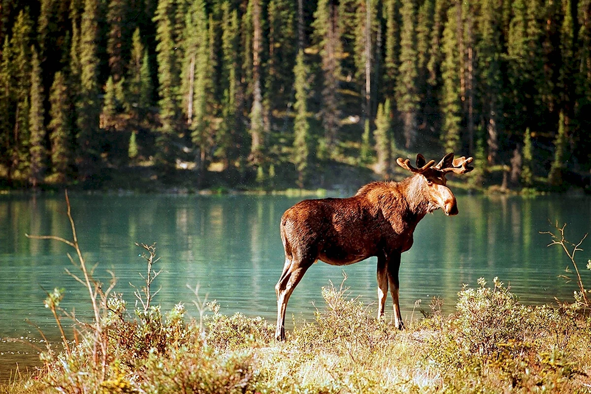 Банф Канада национальный парк животные