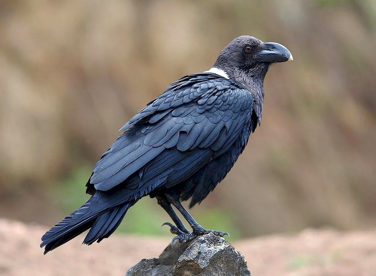 Бангайская ворона