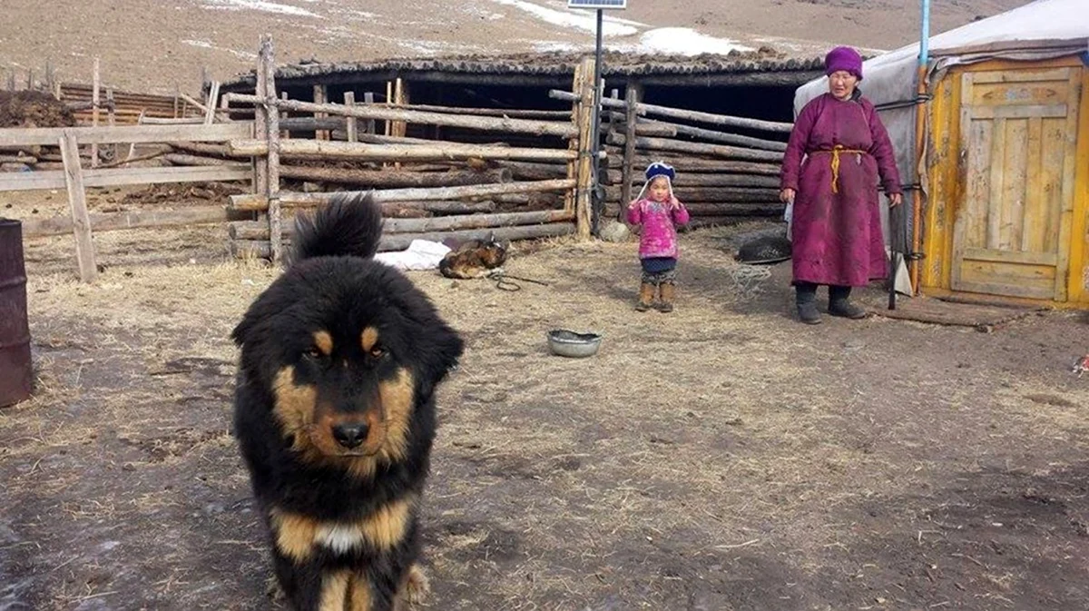 Банхары в Монголии