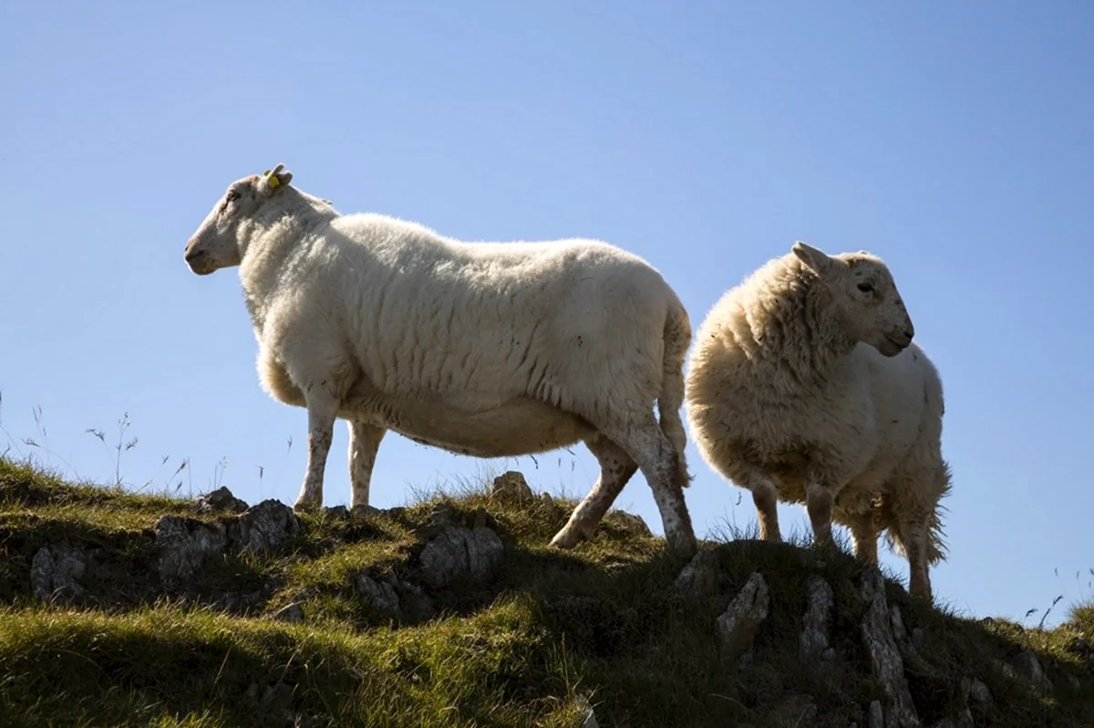 Баран Тоскана овца