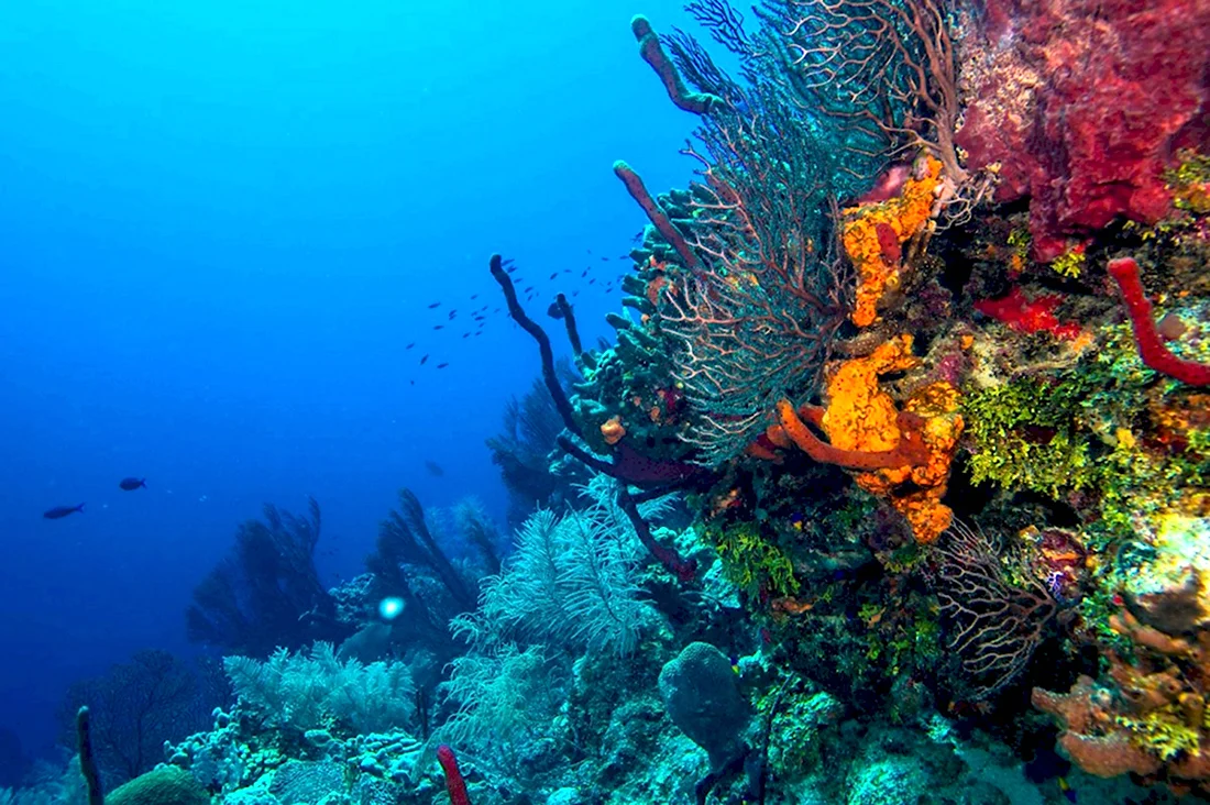 Барьерный риф Белиз