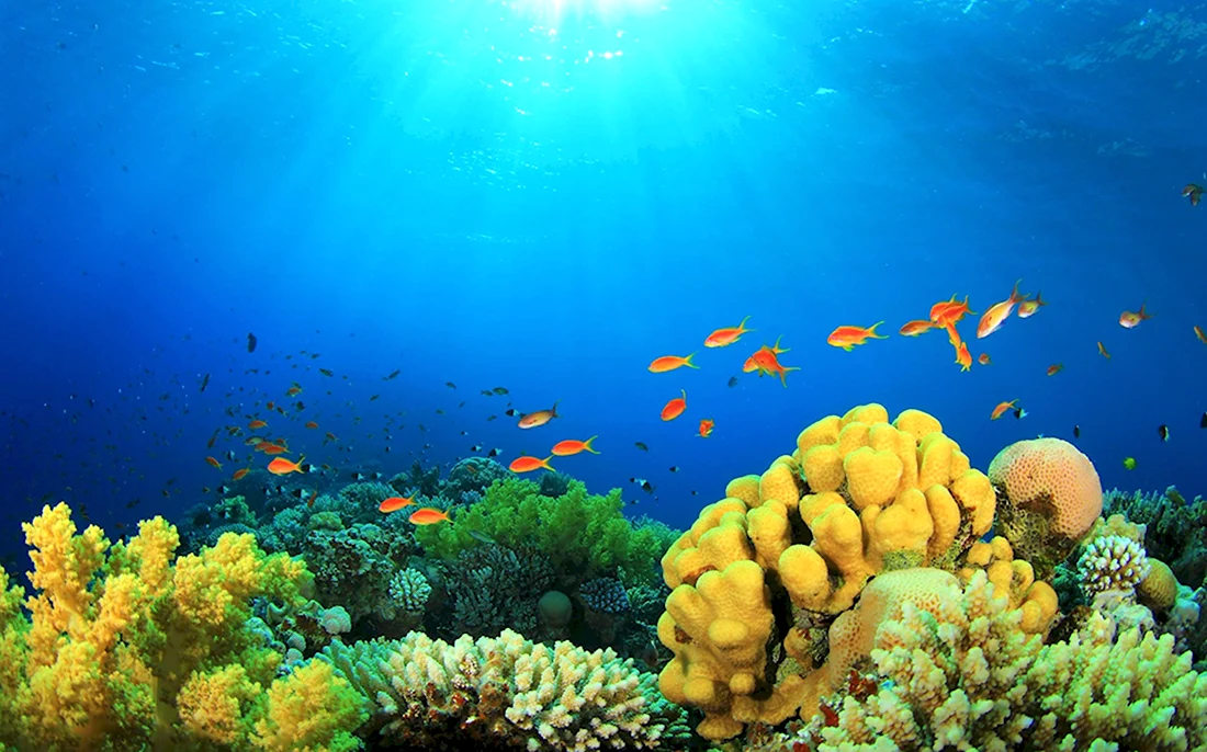 Барьерный риф новой Каледонии