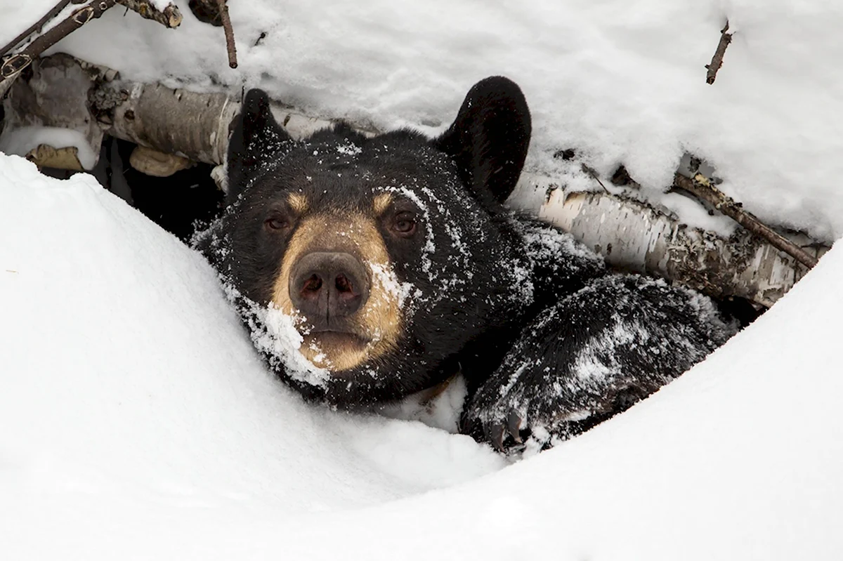 Барибал медведь зимой фото