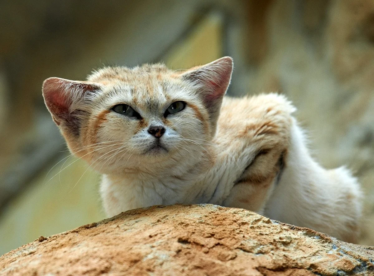 Барханная кошка Песчаная кошка