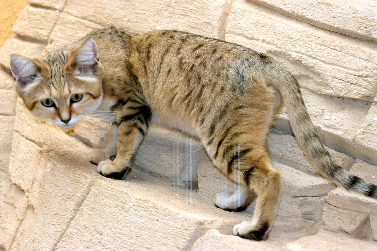 Барханный кот гибрид