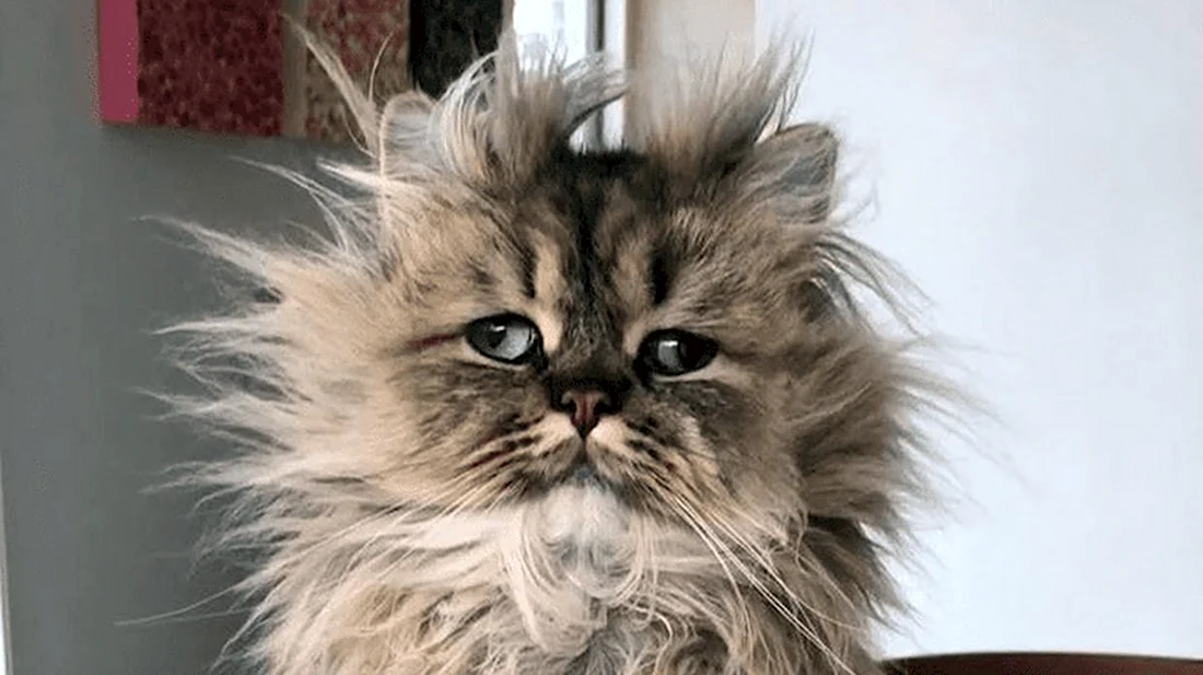 Барнаби персидский кот