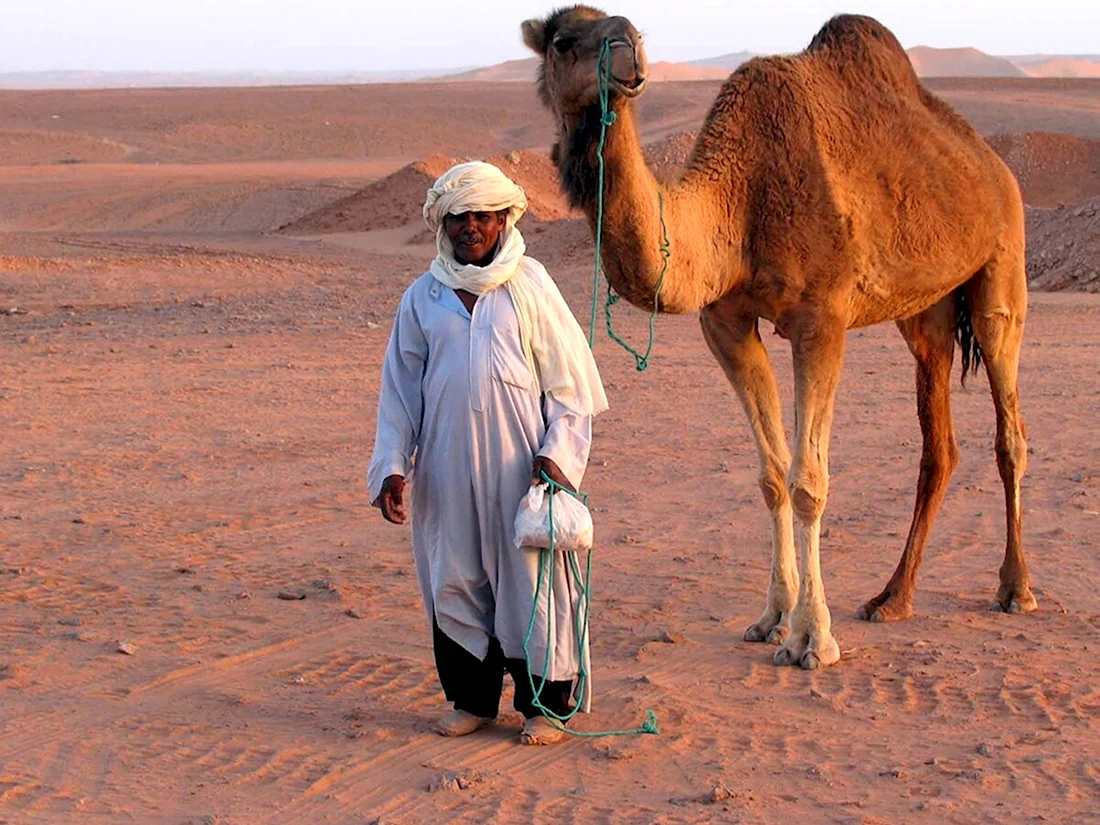 Бедуины в пустыне сахара