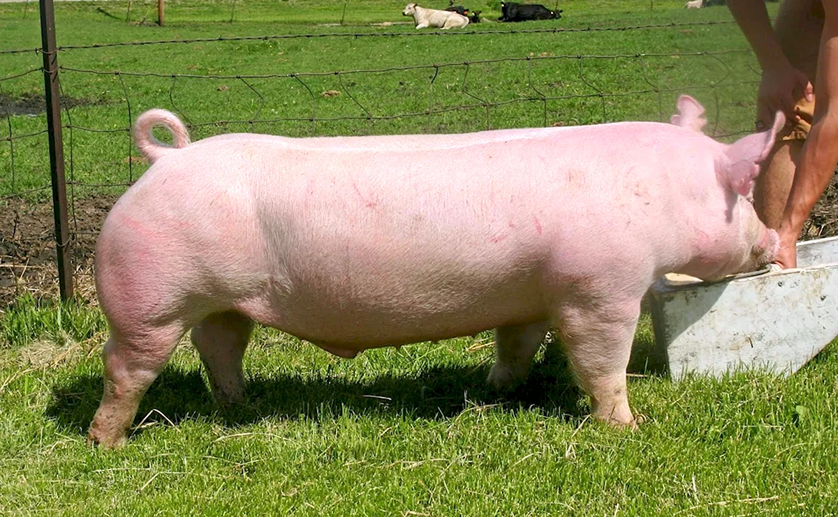 Беконная порода свиней ландрас