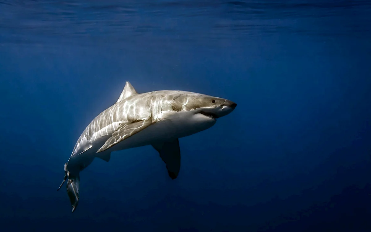 Белая акула кархародон