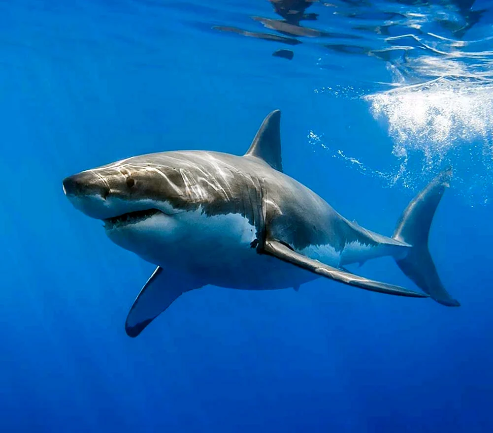 Белая акула людоед кархародон