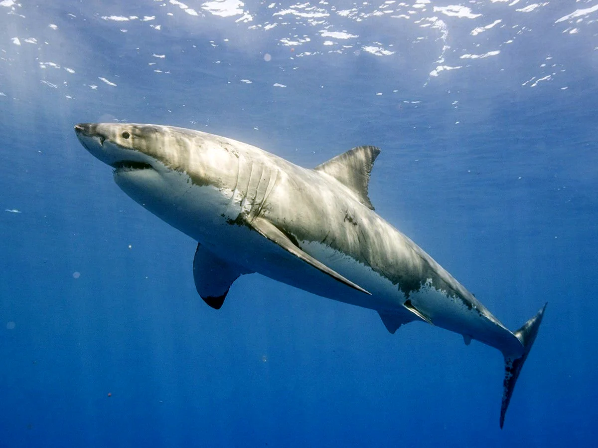 Белая акула сбоку
