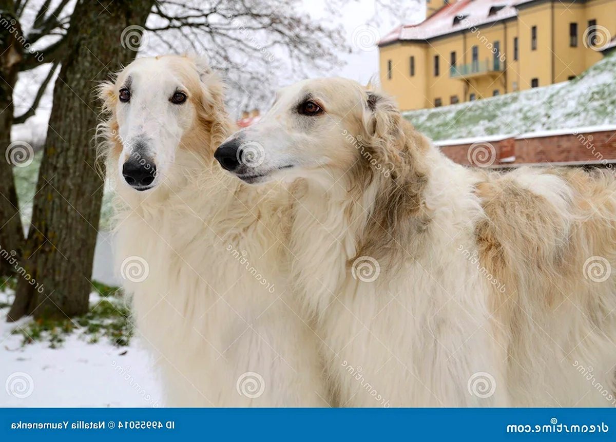 Белая борзая собака две собаки