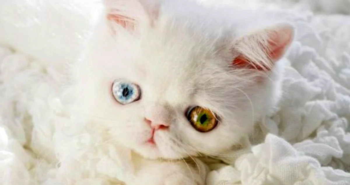 Белая кошка с большими глазами