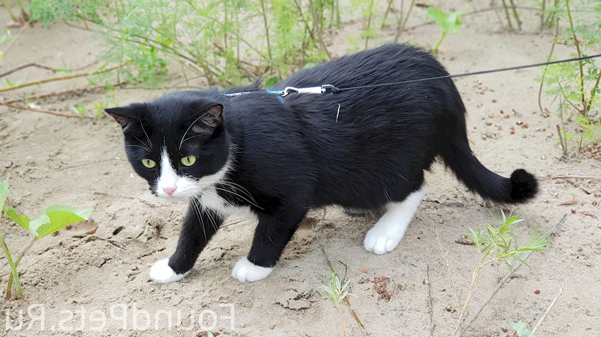 Белая кошка с черными лапами и мордой