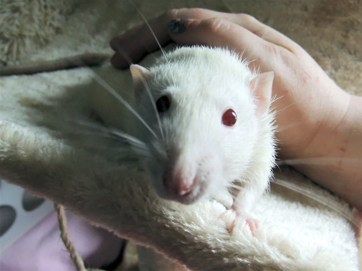 Белая крыса альбинос