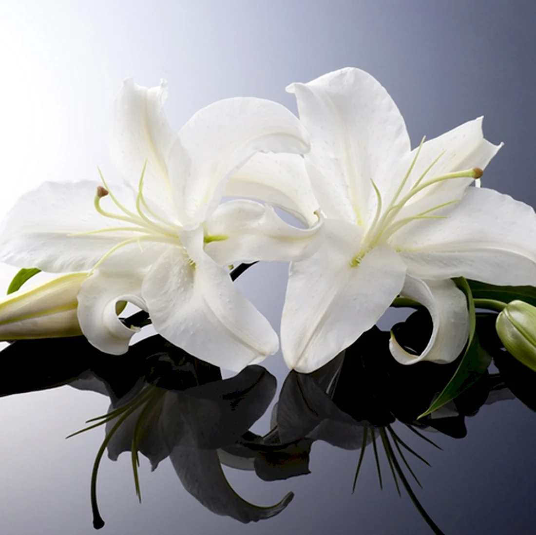 Белая Лилия цветок