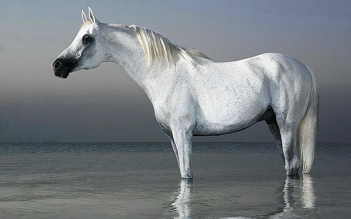 Белая масть лошади