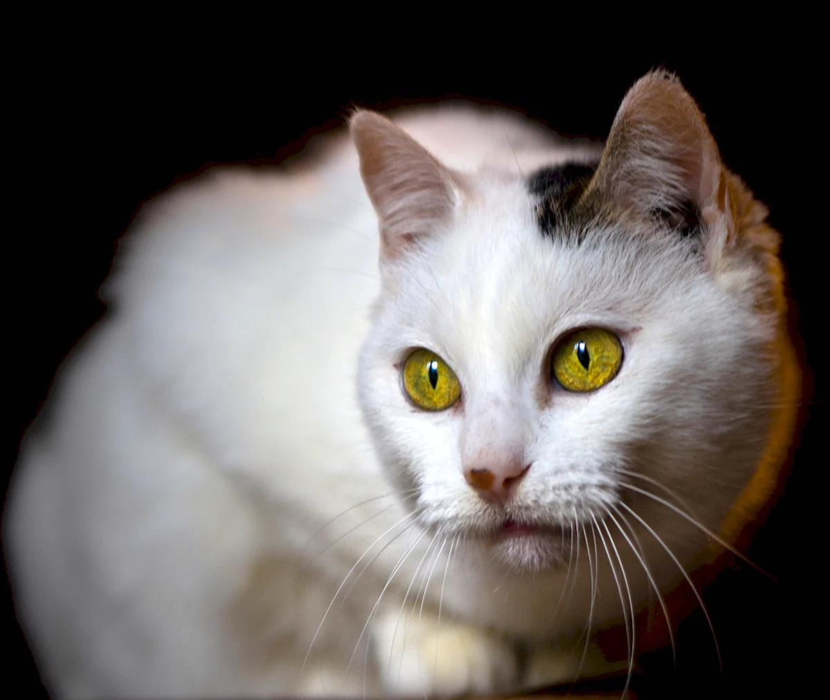 Белая пятнистая кошка