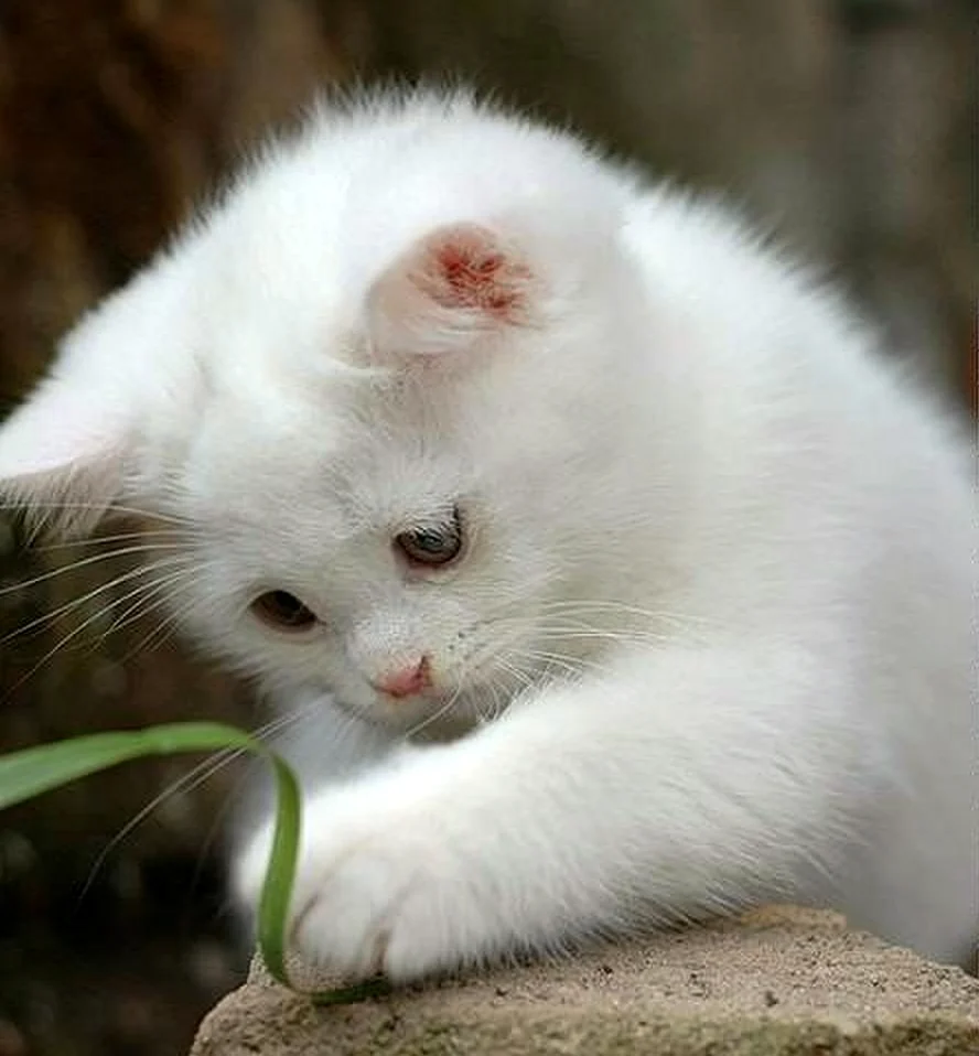 Беленький котенок