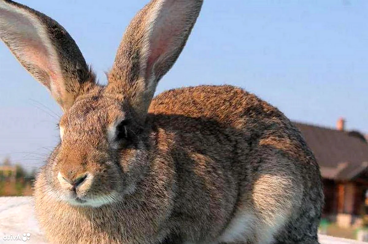 Бельгийский Фландр кролик