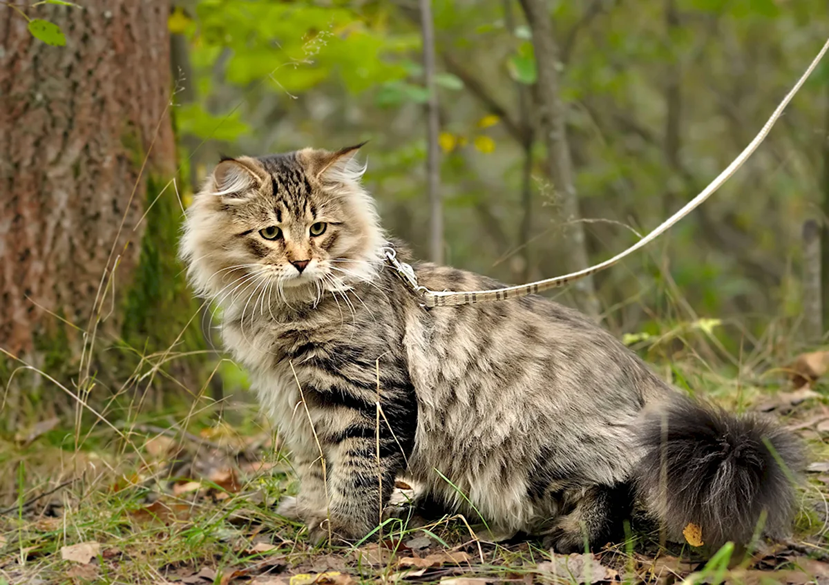 Бельгийский Лесной кот