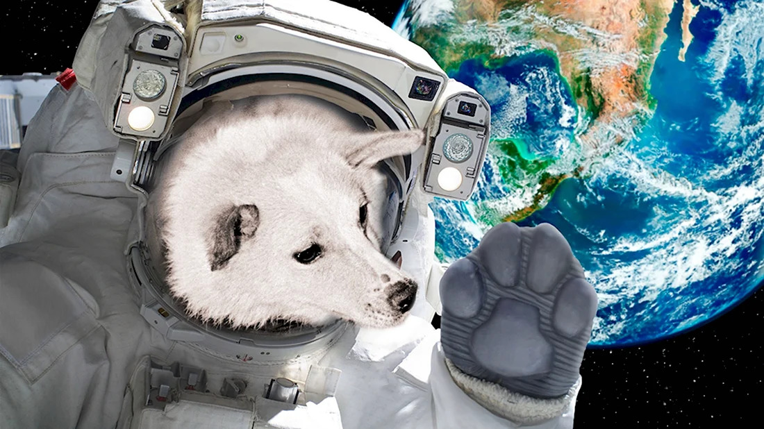 Белка собака космонавт
