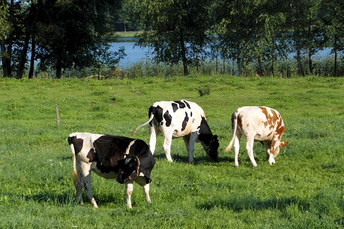 Белорусская корова