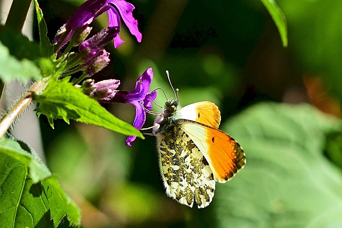 Беловежская пуща бабочки
