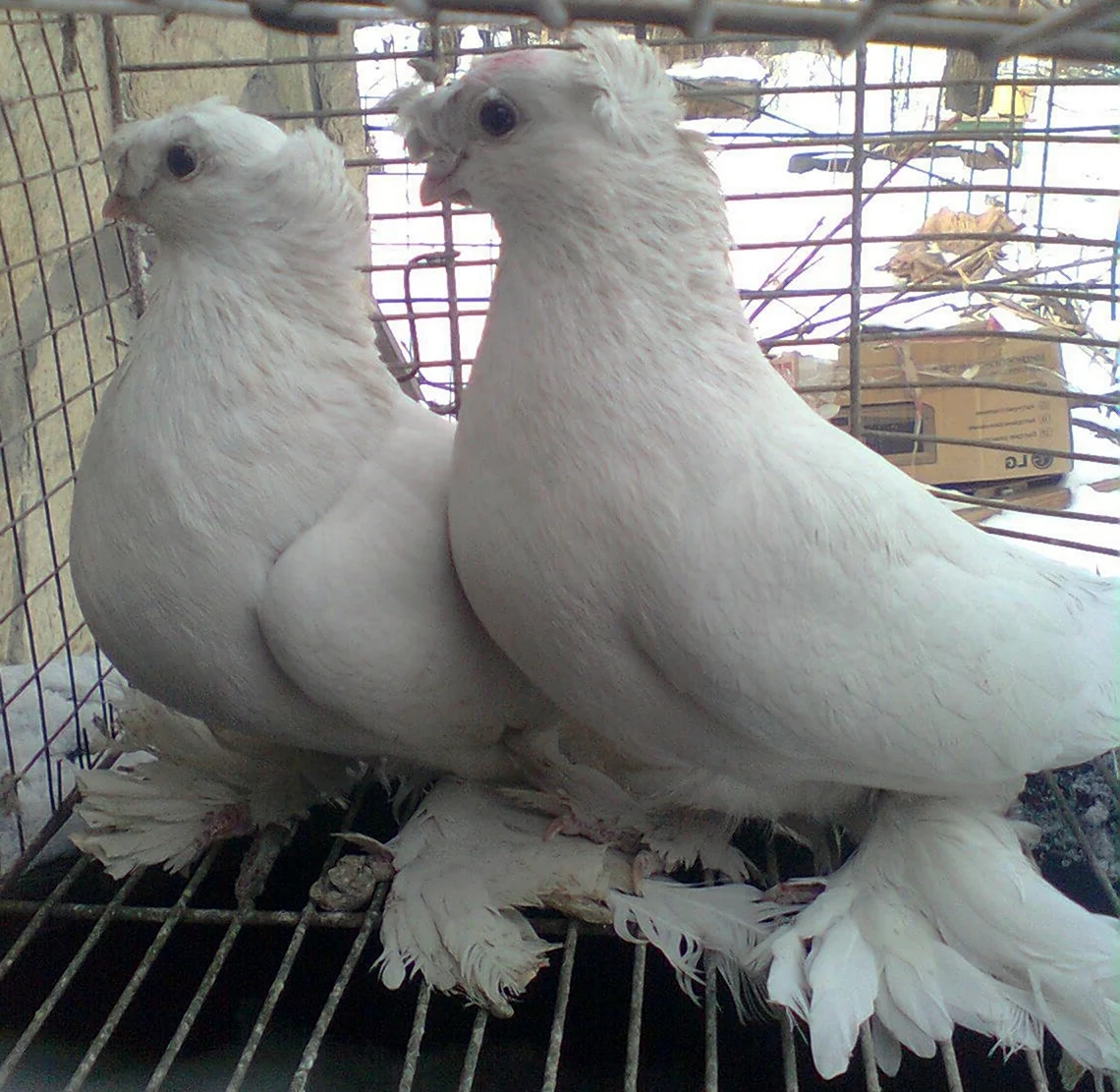 Белые двухчубые голуби