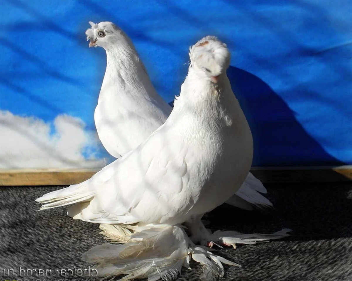 Белые двухчубые голуби узбекские