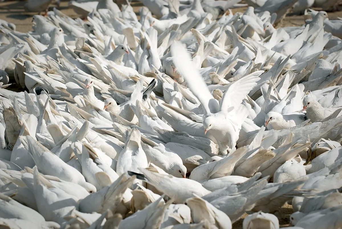 Белые голуби Мазари Шарифа