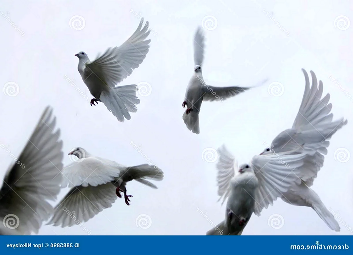 Белые голуби взлетают