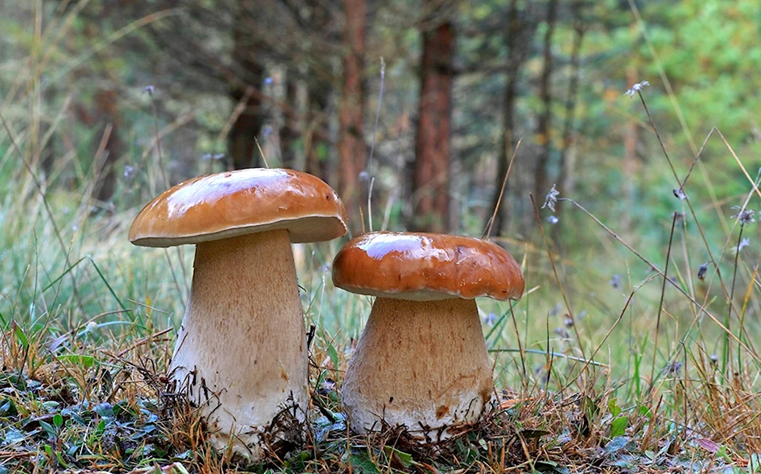 Белые грибы боровики Лесные