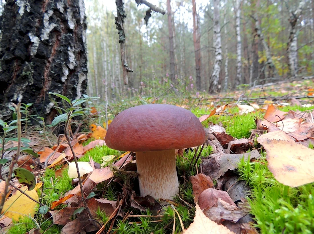 Белые грибы в лесу боровики
