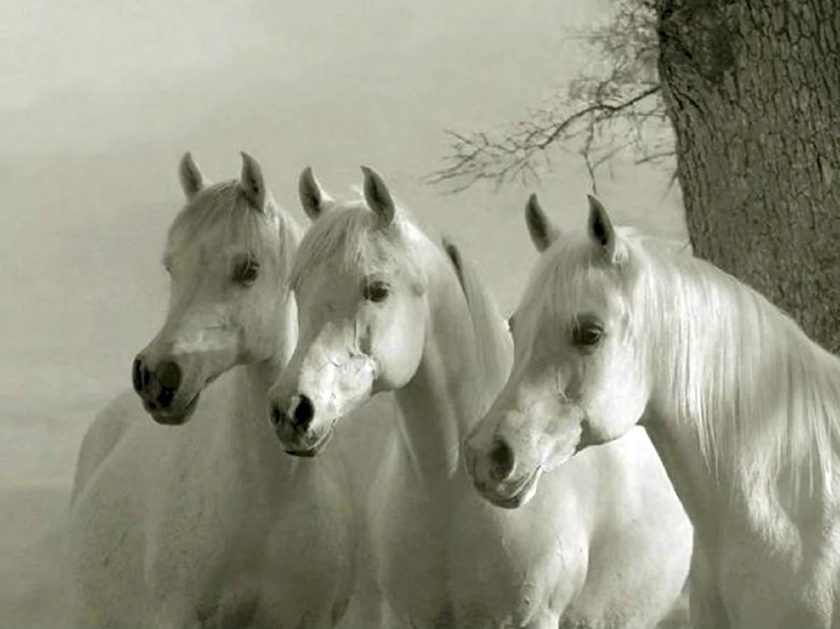 Белые лошади много