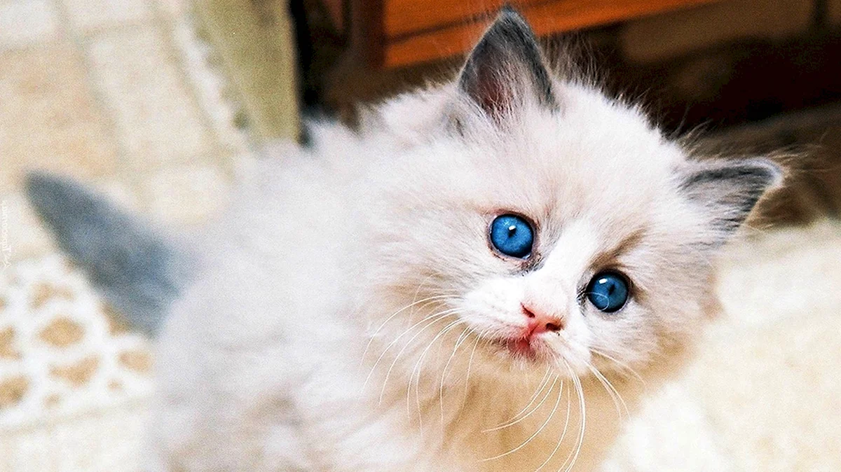 Белые пушистые кошки с голубыми глазами смешные