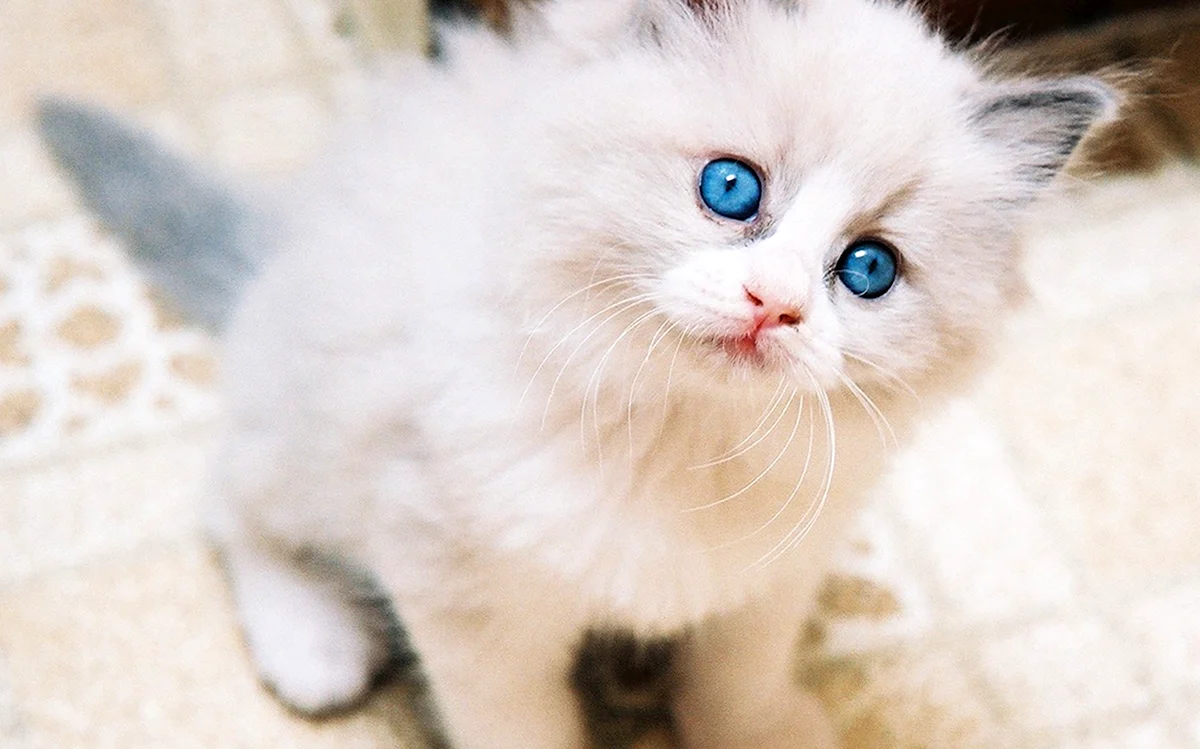 Белые пушистые кошки с голубыми глазами смешные